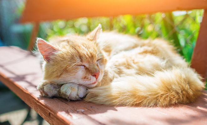 Los sueños de los animales