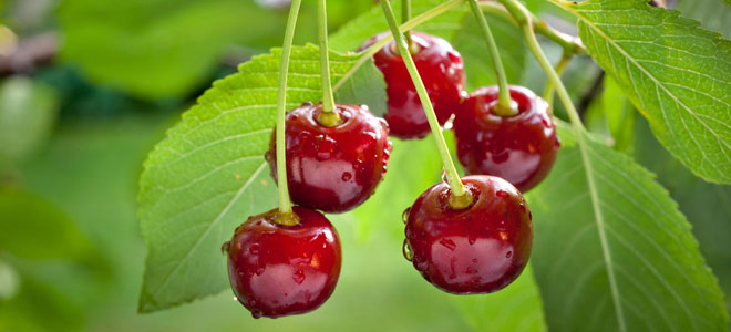 Cerezas para aliviar los síntomas de la menopausia