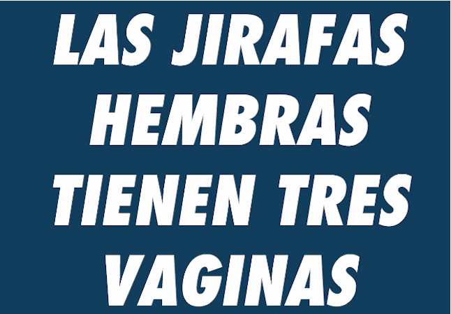 Jirafas Hechos reales que te darán dolor de cabeza