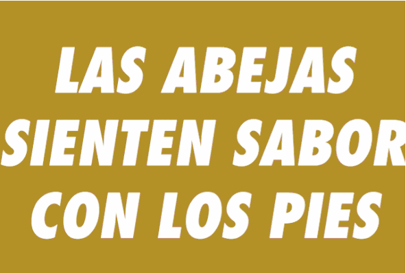 Abejas Hechos reales que te darán dolor de cabeza