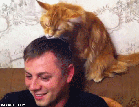 Gato Hechos reales que te darán dolor de cabeza