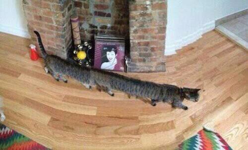 gato Fotos desconcertantes