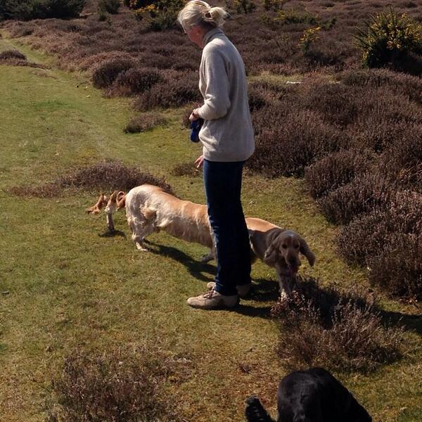 perro Fotos desconcertantes