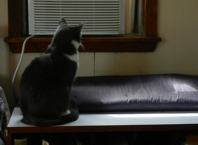 gato Estar solo en casa produce insomnio