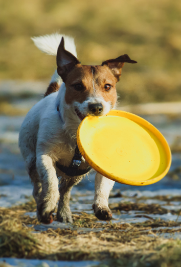 Nombres para perros y deporte