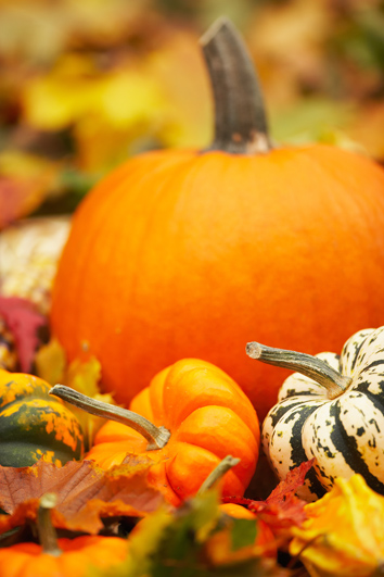 Propiedades de la calabaza  Calabaza