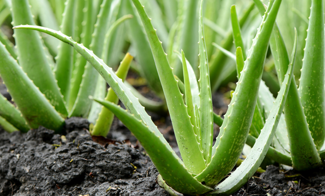Los beneficios del aloe vera y sus usos