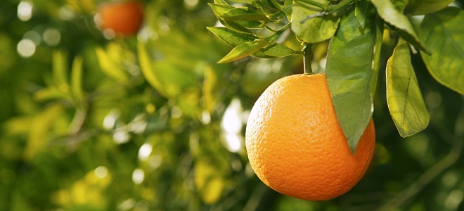 Vitaminas durante la regla