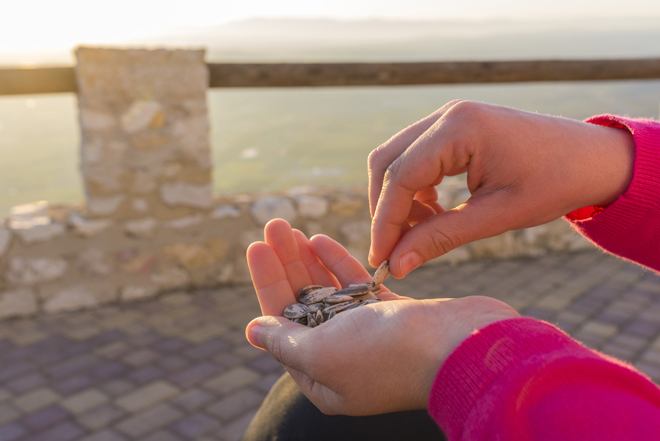 Pipas de girasol y sus propiedades Pipas de girasol y sus propiedades