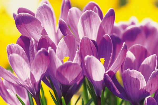 Los beneficios para la salud del azafrán Los beneficios para la salud del azafrán