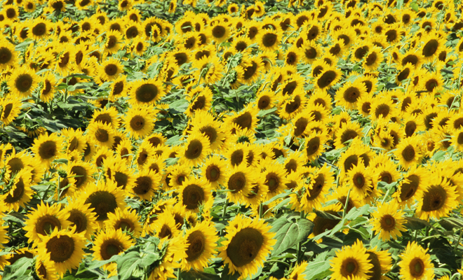 Cuando tu orina es de color amarillo