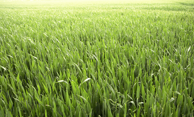 Cuando la orina es verdosa o azulada, así está tu salud