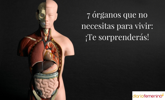 7 órganos que no necesitas para vivir: ¡Te sorprenderás!