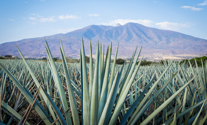 Te contamos todos los beneficios del tequila Te contamos todos los beneficios del tequila